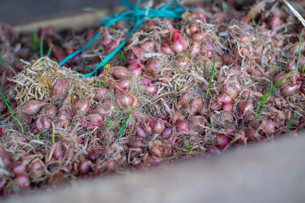 Pelures d'oignon pour vos plantes