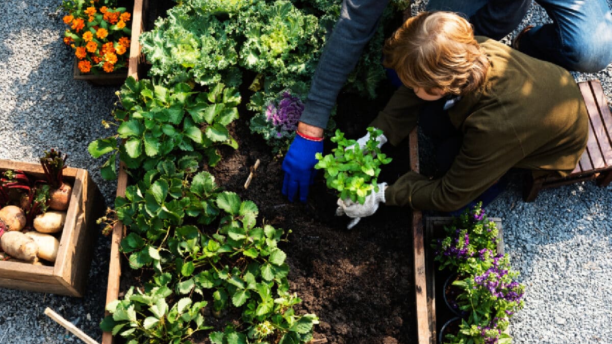 Planifier son potager