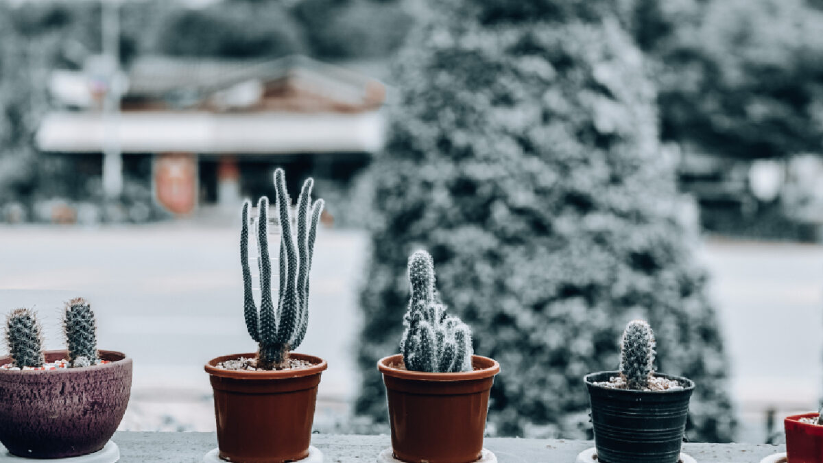 Plantes d’intérieur et d’extérieur hiver