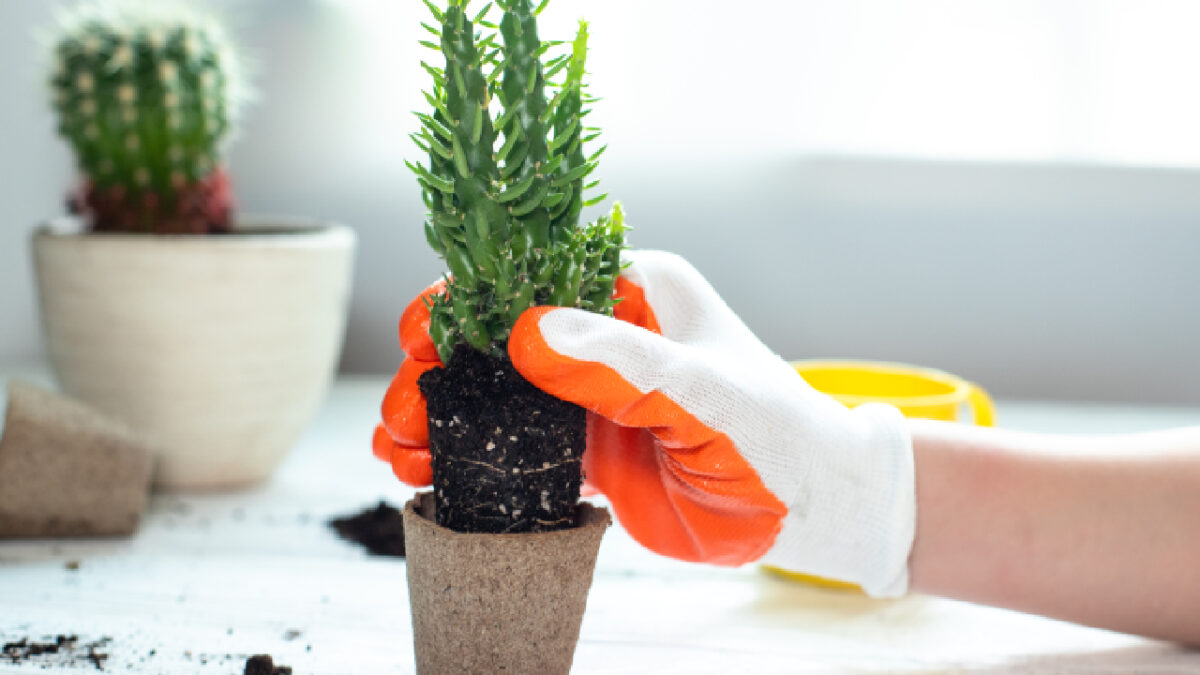 plantes faciles à entretenir en hiver