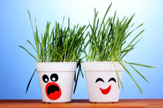 Plantes originales dépolluantes