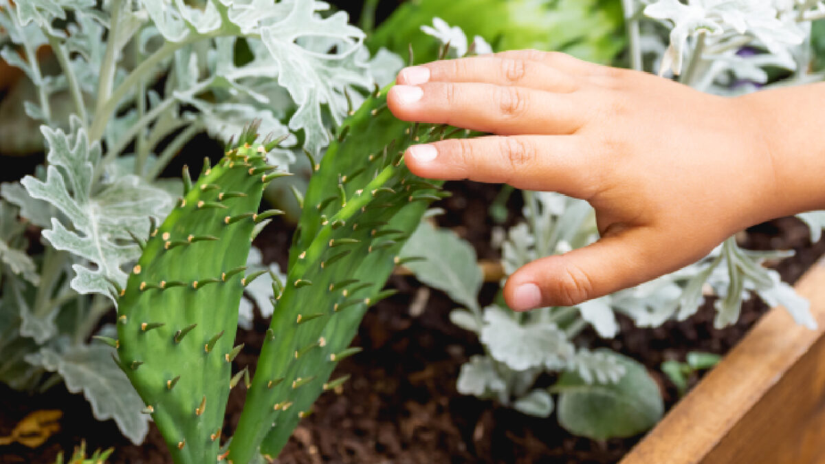 potager en janvier