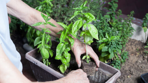 Préparer ses semis de tomates