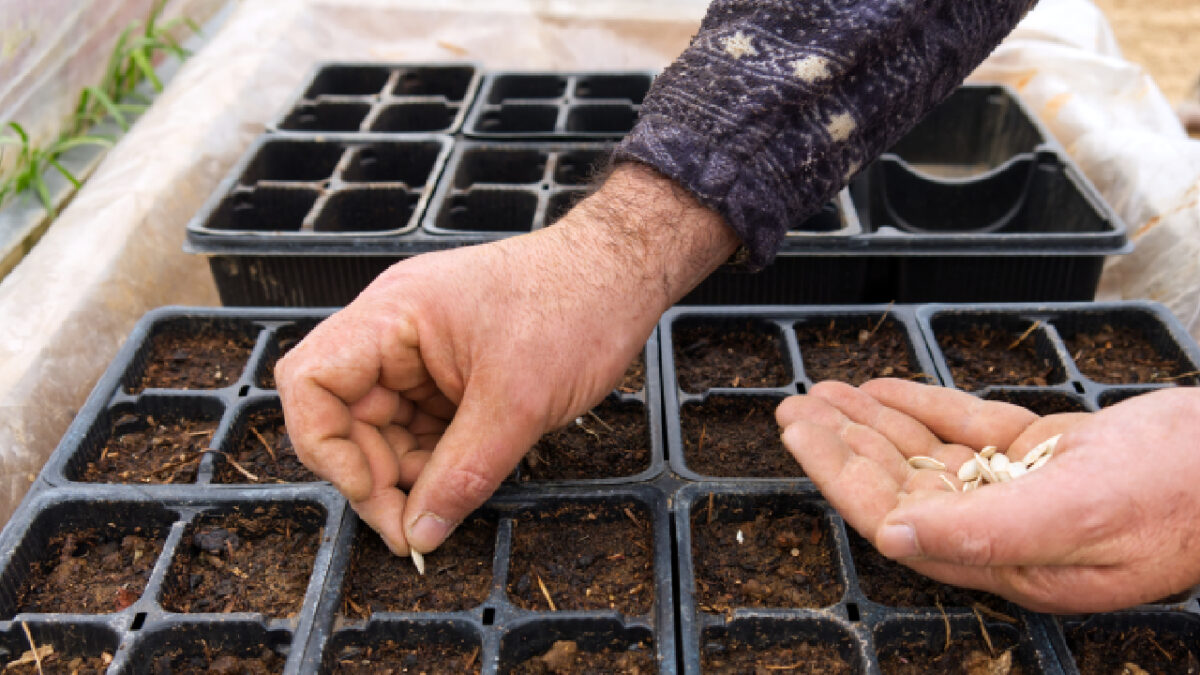 Sélectionner ses graines pour les semis de printemps