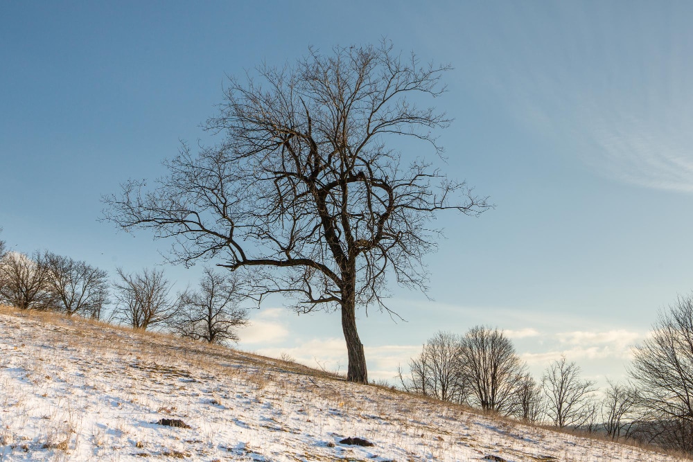 Arbres nus en hiver