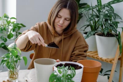 bouturer vos plantes