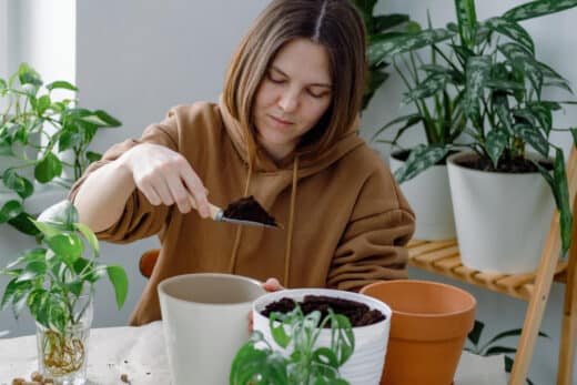 bouturer vos plantes