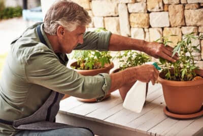 Entretien des plantes méditerranéennes : réussir le réveil