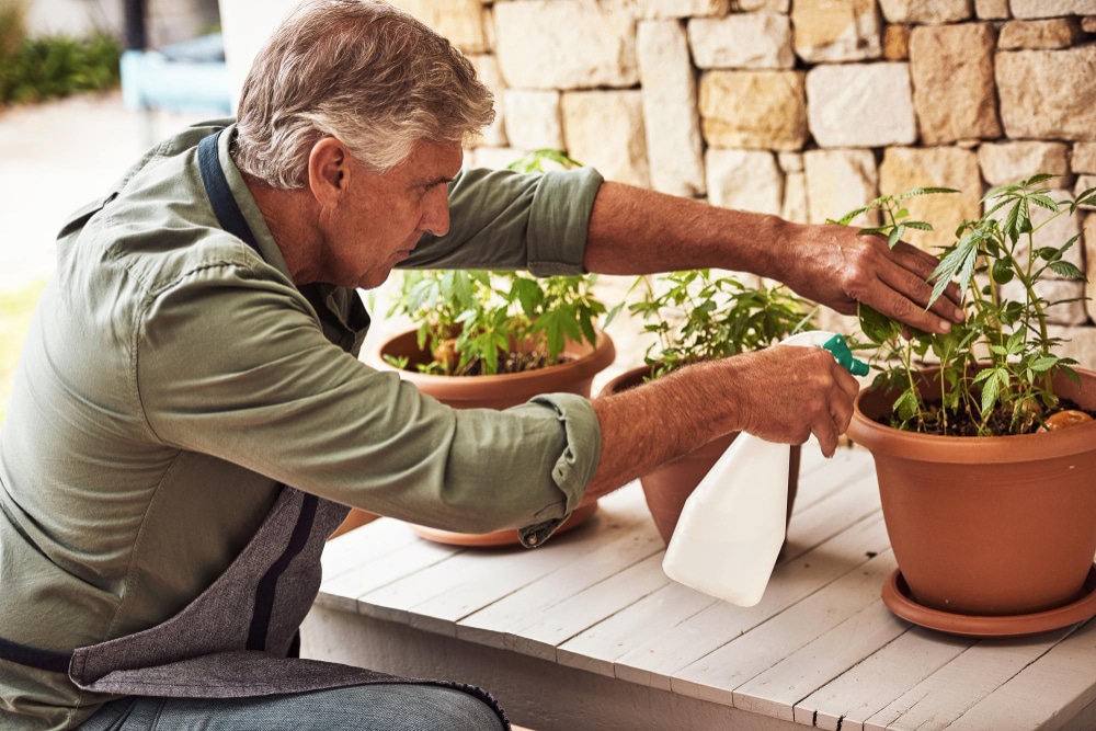 Entretien des plantes méditerranéennes : réussir le réveil