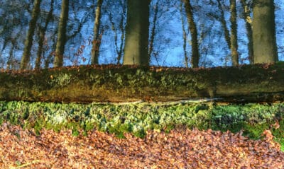 la vie discrète des haies et des sous-bois