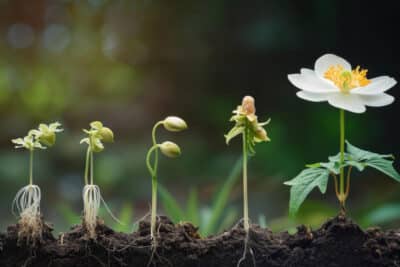 Les cycles des plantes