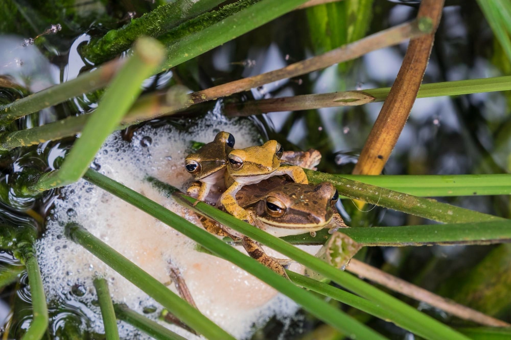 migration des amphibiens en février