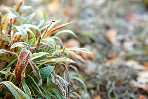 Plantes invasives en hiver : agir dès février au jardin