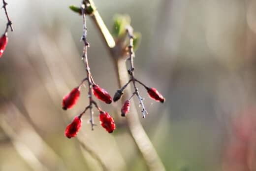 plantes qui fleurissent dès février