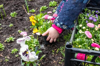 Potager de printemps