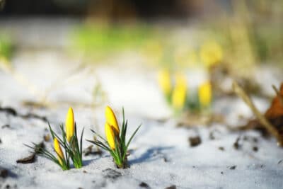 premiers signes du printemps