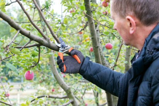 taille des arbres fruitiers