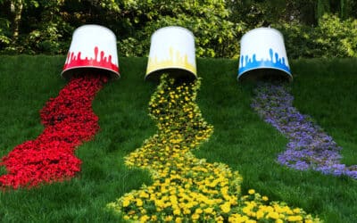 ces fleurs annuelles