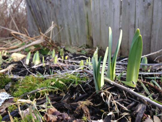 La division des vivaces