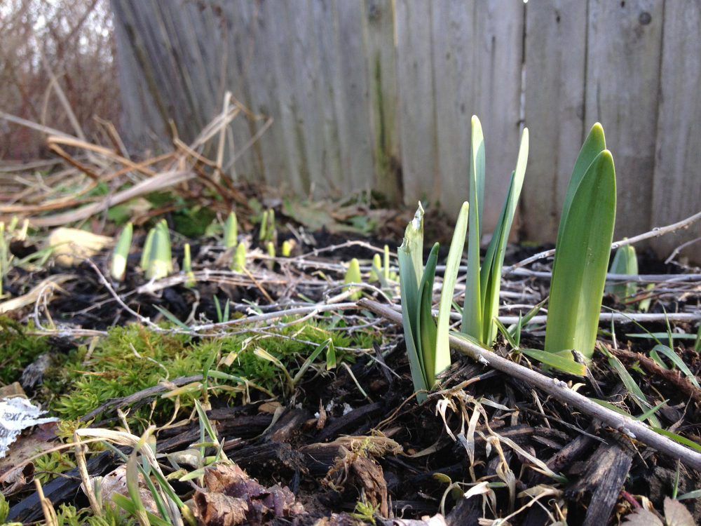 La division des vivaces