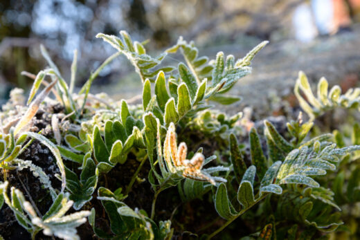 Les plantes résistantes au froid