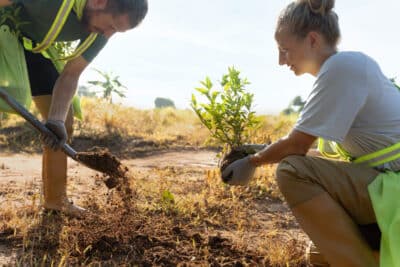 plantation des arbres fruitiers