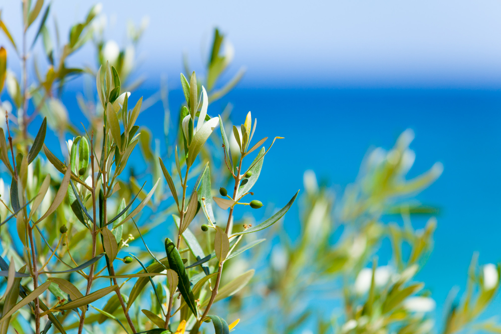 plantes méditerranéennes