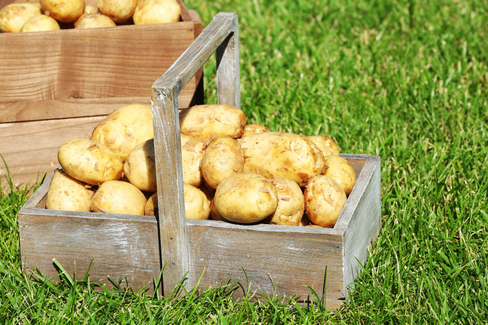 Pommes de terre primeurs