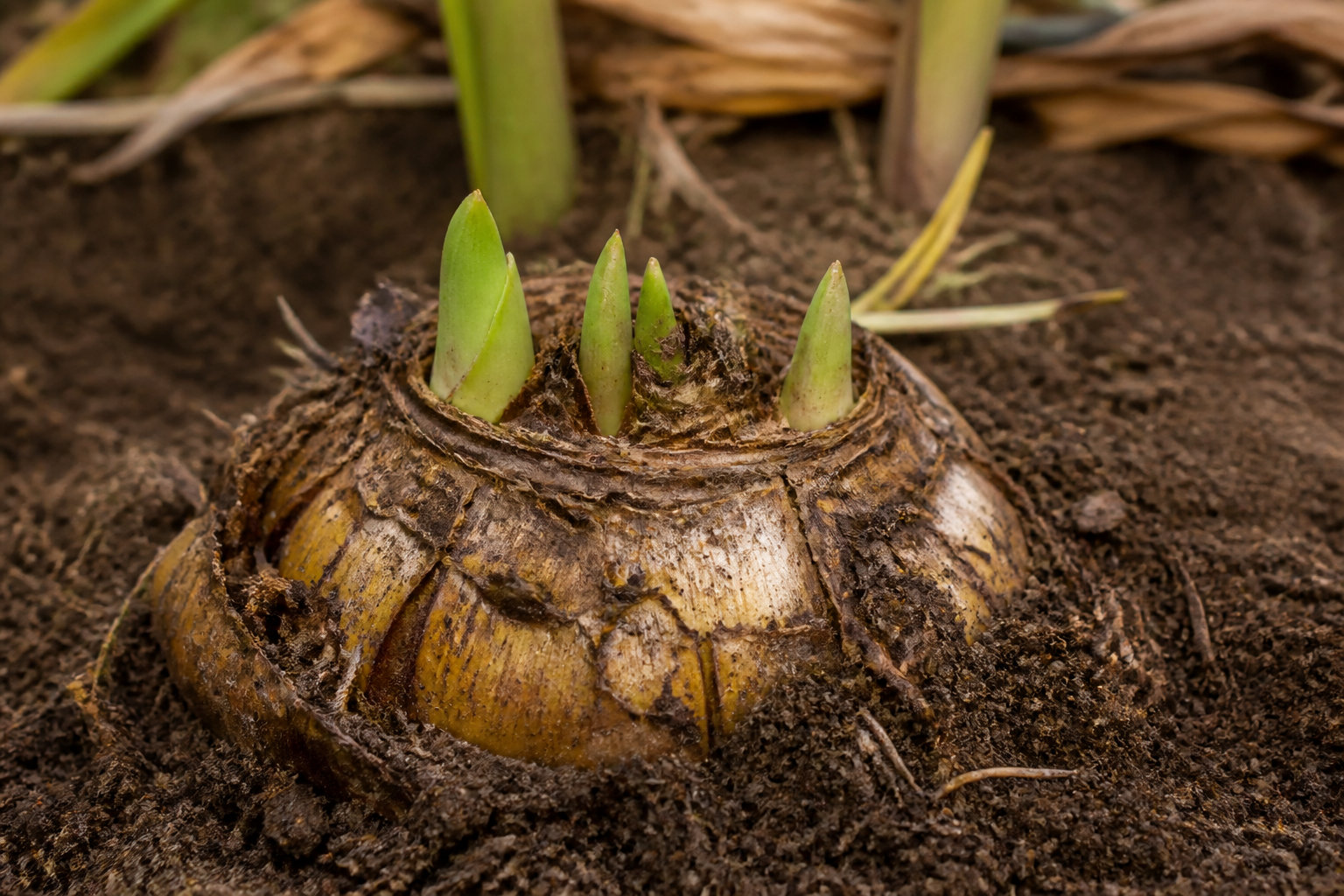Comprendre pourquoi votre plante fait semblant d'être morte