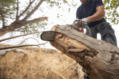 La taille d'arbre au bon moment, le geste qui change tout