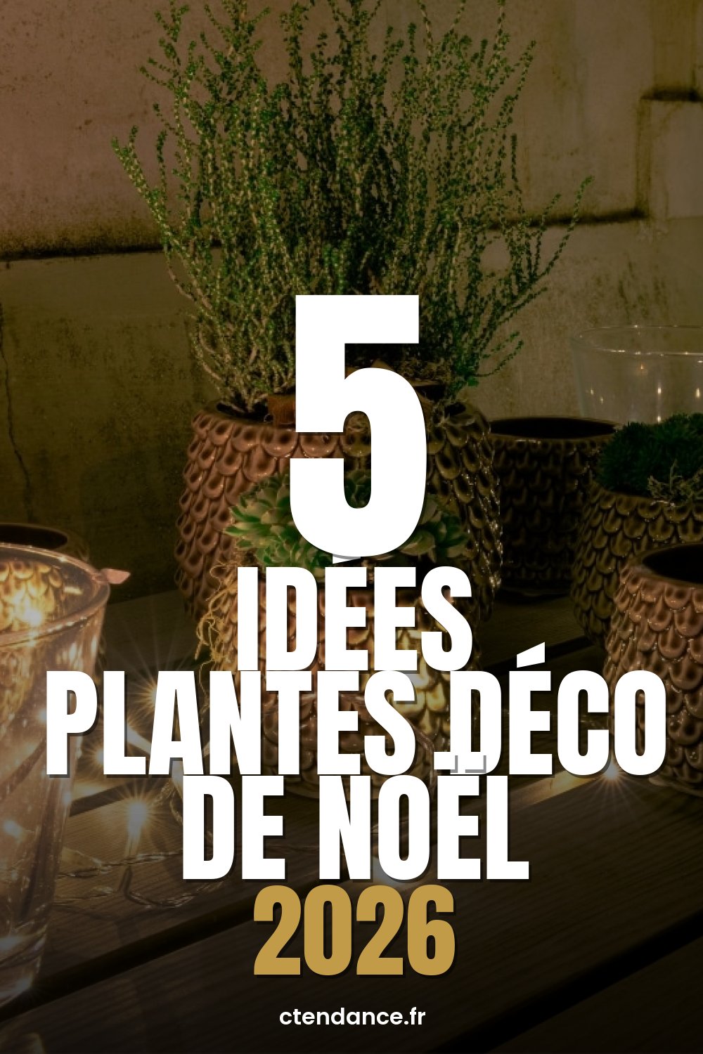 5 idées plantes déco de Noël 2026