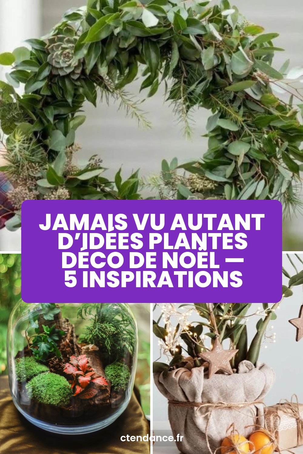 Jamais vu autant d’idées plantes déco de Noël — 5 inspirations